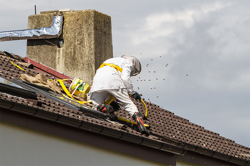 Bee Pest Control in High Wycombe Buckinghamshire