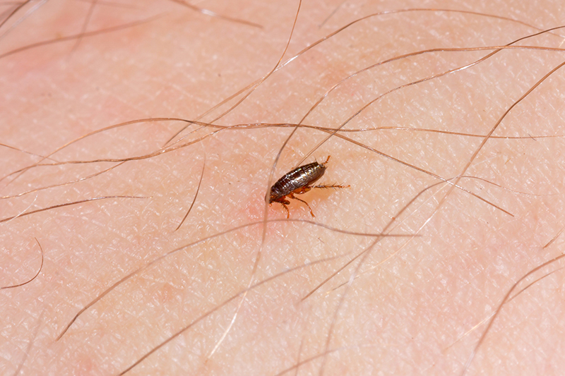 Flea Pest Control in High Wycombe Buckinghamshire